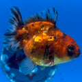 Thai Oranda Calico Yuanbao by SHOGUN 2.5” Body Male(CK-1592)R3B08