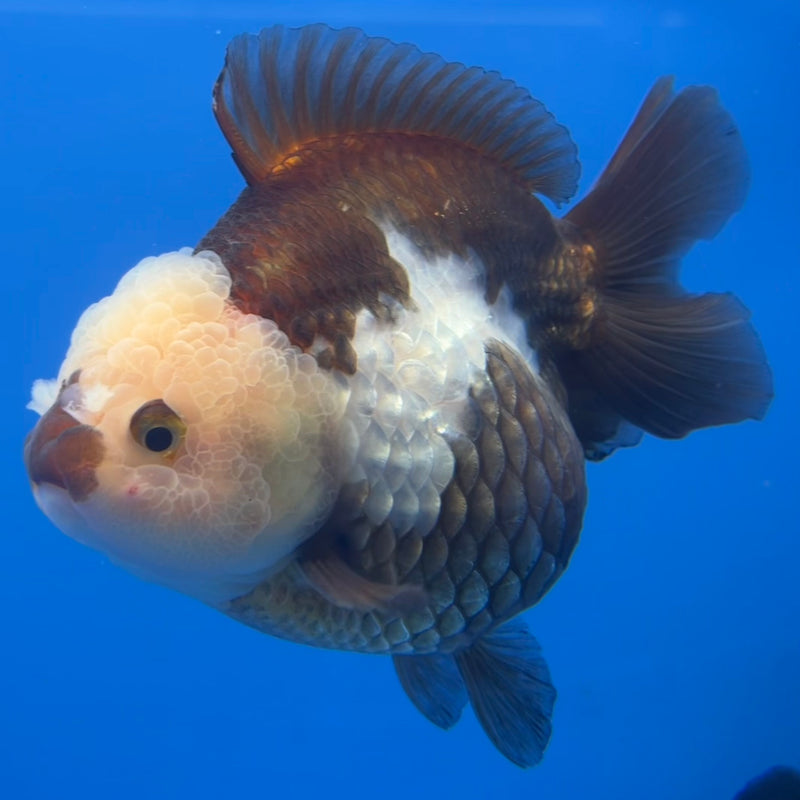 Thai Premium Oranda Yuanbao Panda 4” Body Female(CK-749)R1BlueTub4