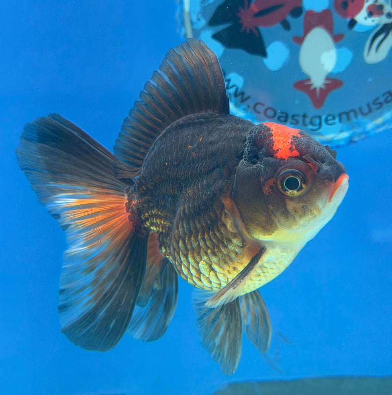 Thai Oranda Apache 3in Female (FEB-323)R2B07