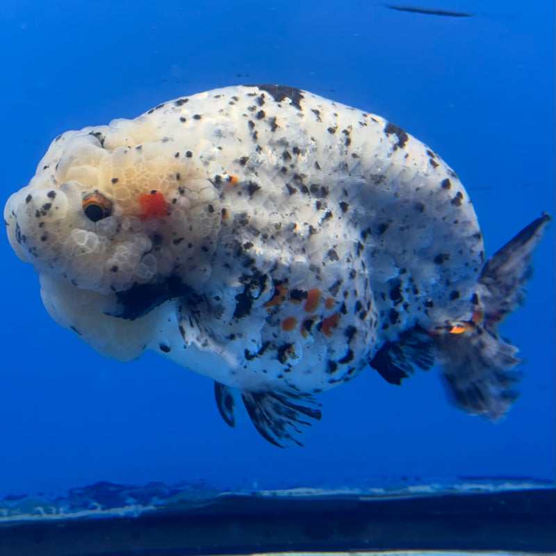 Thai Super Jumbo Calico Ranchu 6” Body Male(CK-CRP-JO1141)