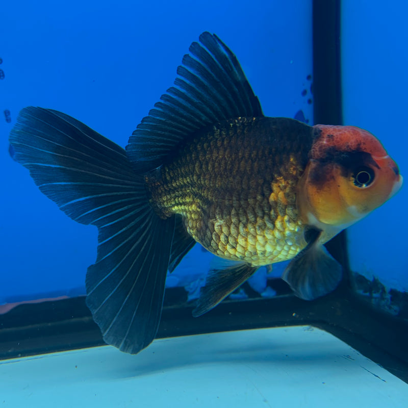 Thai Oranda Black Body Red Cap 2.5” Body Male(CK-860)R3B16