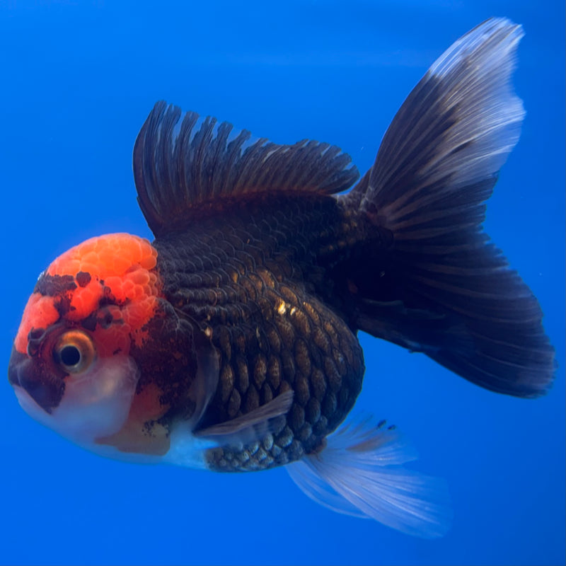 Thai Oranda Black Body Red Cap 3” Female(CK-786)R1A12