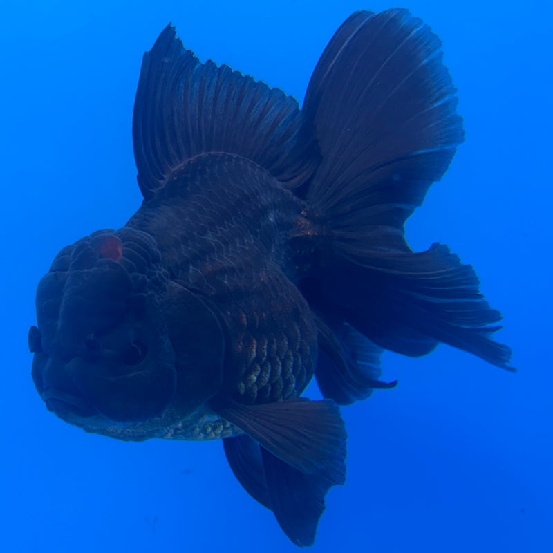 Thai Oranda Black Body Red Cap 3” Body Male(CK-1470)R2B10