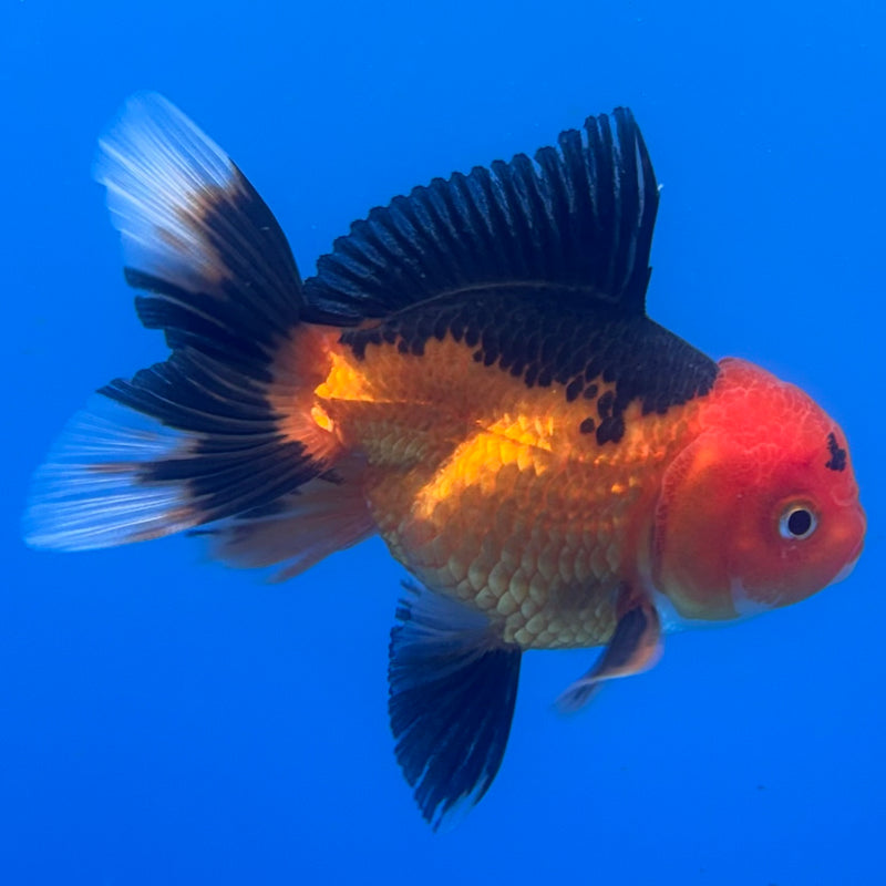 Thai Oranda Apache 2.5” Body Male(CK-1238)R3B12