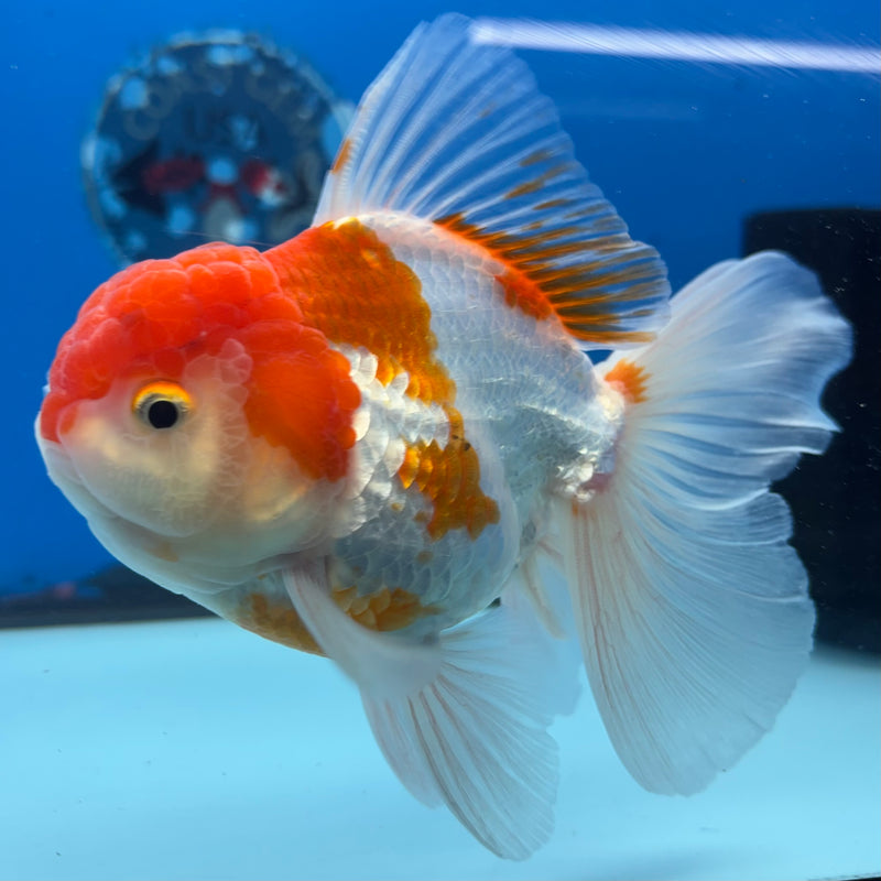 Thai Oranda Red/White 3.5” Body Male(CK-1503)R2A03
