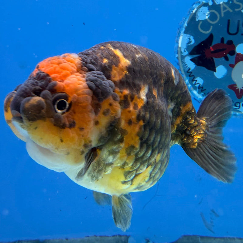 Chinese Ranchu Calico 3.5in Female (FEB-303)R2A05