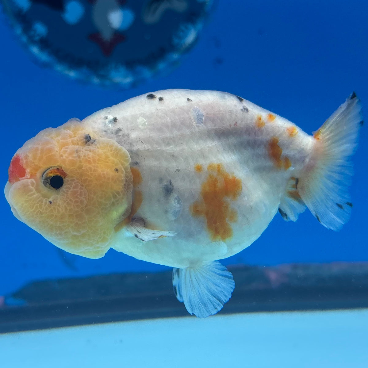 Thai Ranchu Lemon Head Calico 3” Female(CK-1497)R3A14
