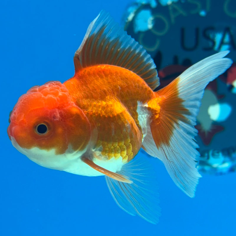 Thai Oranda Red/White 2” Body Male(CK-1277)R3B04