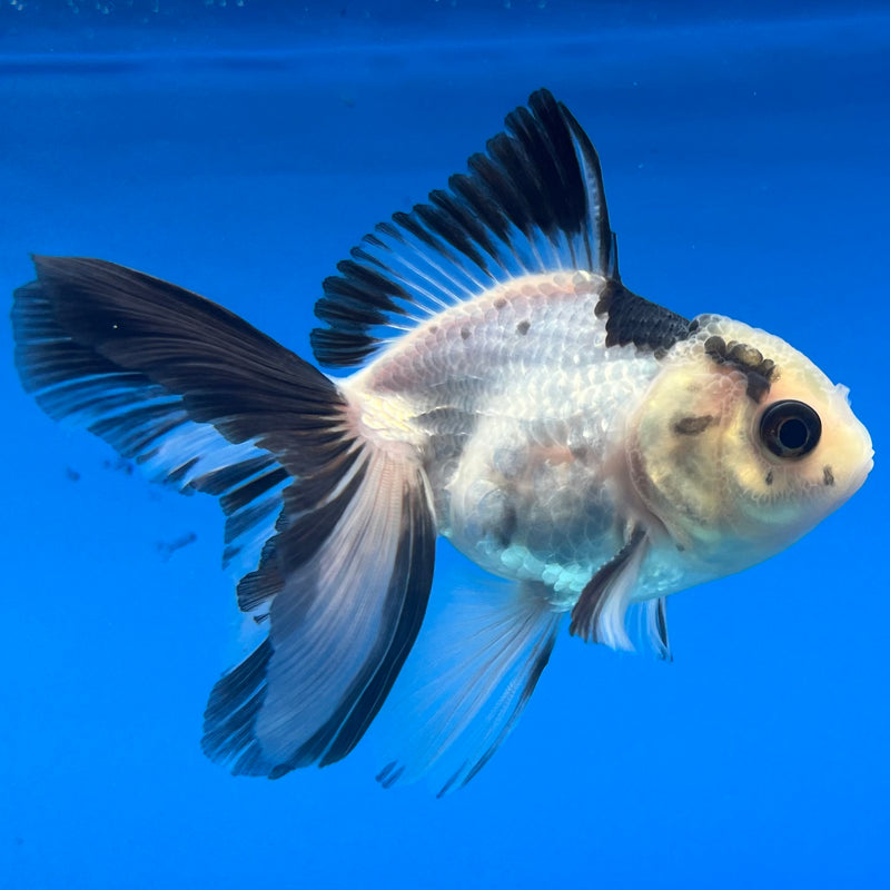 Thai Oranda Button Eye Panda 2” Body Male(CK-1299)R3B17