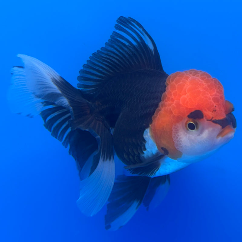 Thai Oranda Tri-Color 3” Body Female(CK-722)R1A01