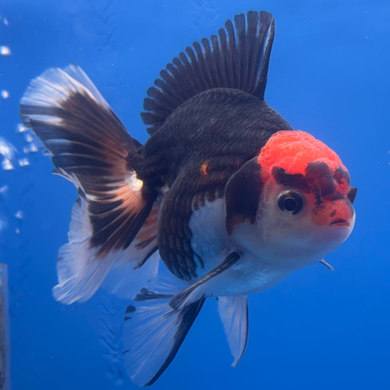 Thai Oranda Tri-Color 3” Body Male(CK-839)R3B20