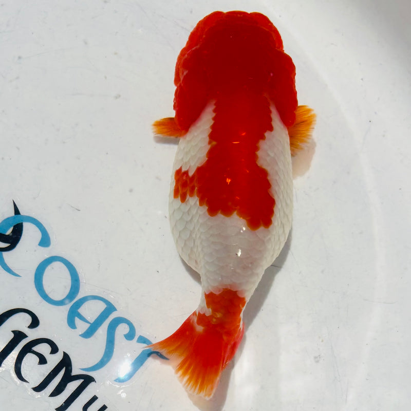 Thai Top View Red Head Ranchu A Grade 3.5” Body Male(CK-884)BLUETUB1