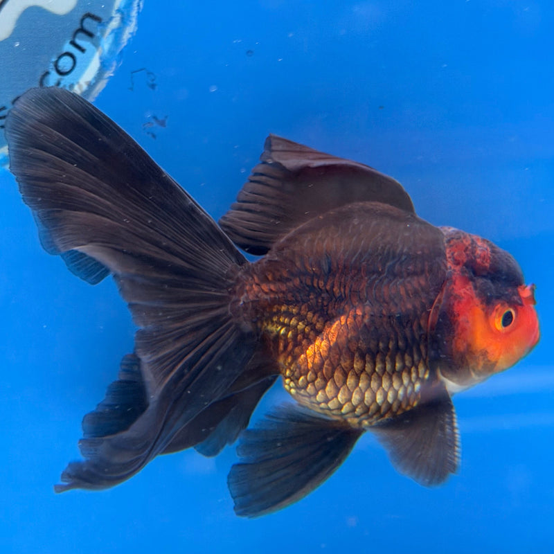 Thai Oranda Apache 2.5” Male (FEB-313)R3B08