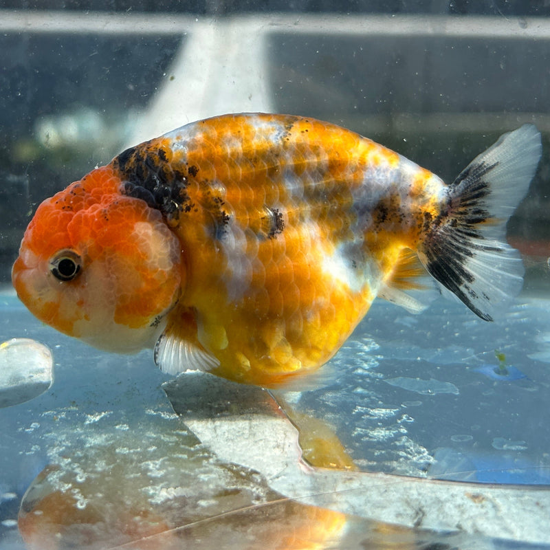 Live Premium Fancy Goldfish Thai Ranchu Calico 3" Body Hand Select (JC-098) R4C10