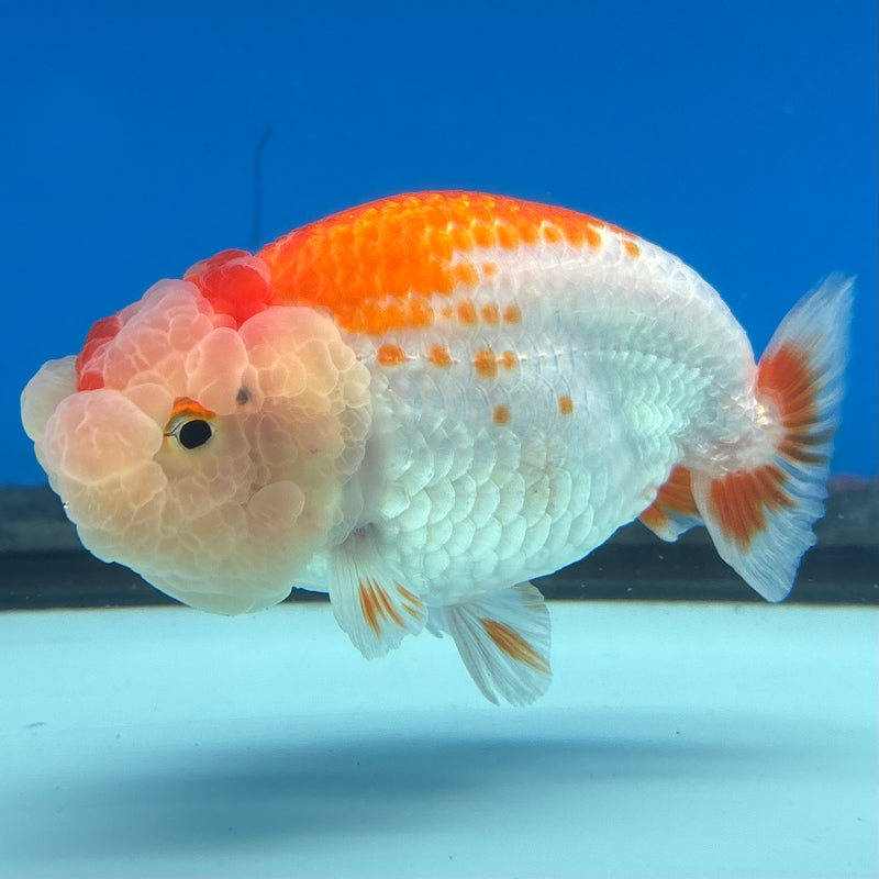 Thai Ranchu Red/White 3” Body Male(CK-993)R3B03