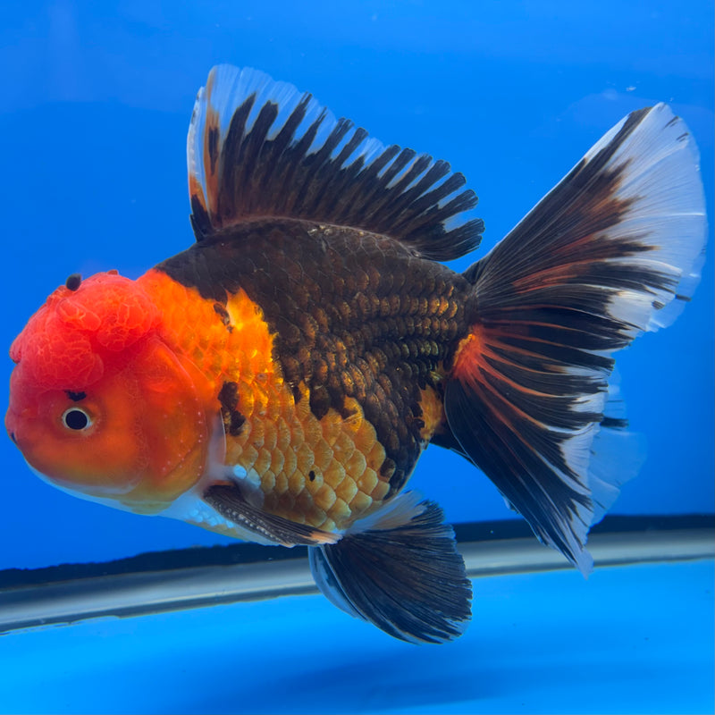 Thai Oranda AA JUMBO Apache 4.5” Body Male(AA-CK-1348)R1BLUETUB3