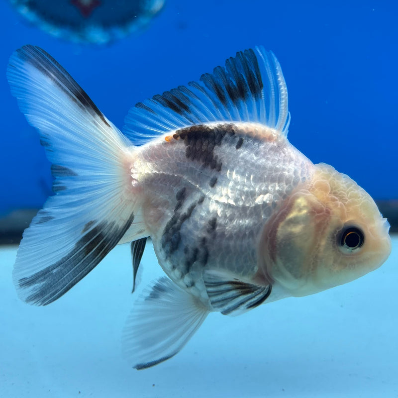 Thai Oranda Panda 2” Body Female(CK-1010)R3B15