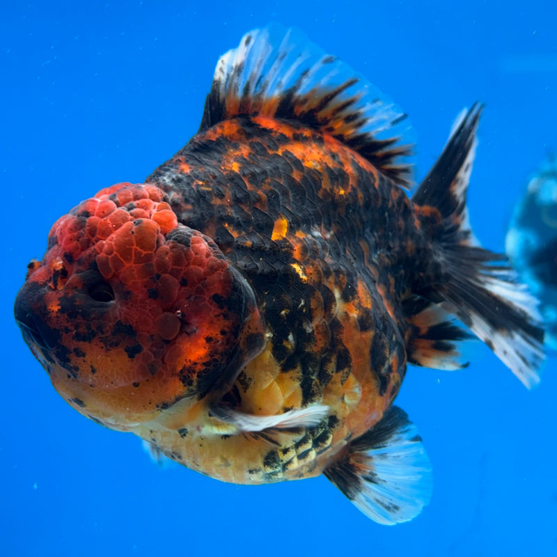 Thai Oranda Calico Tiger 3.5” Body Female(CK-1512)BLUETUB-D