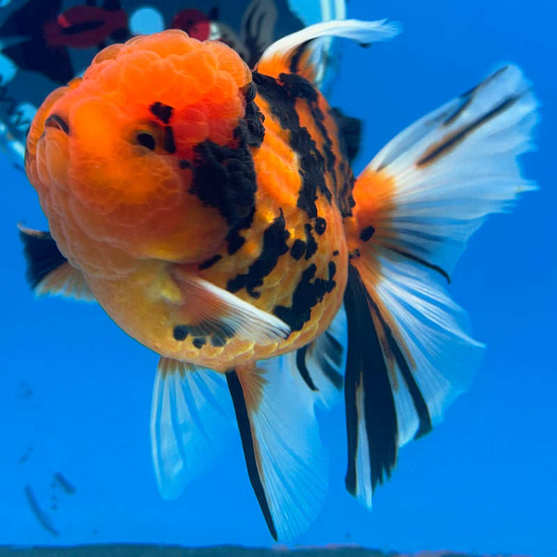 Thai Oranda Tiger Calico 3” Body Female(BIN-CK-1061)SHOWTANK2