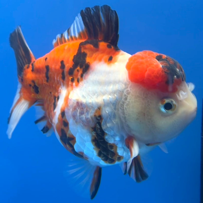 Thai Premium Oranda Yuanbao Tri-Color Calico Tiger 4” Body Male(CK-759)R1BlueTub4
