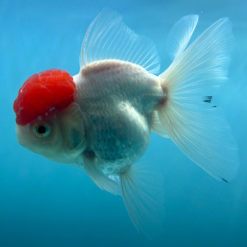 Live Premium Fancy Goldfish Thai Oranda Red Cap White Body Female 3.5” Body (JC-001) R1A10