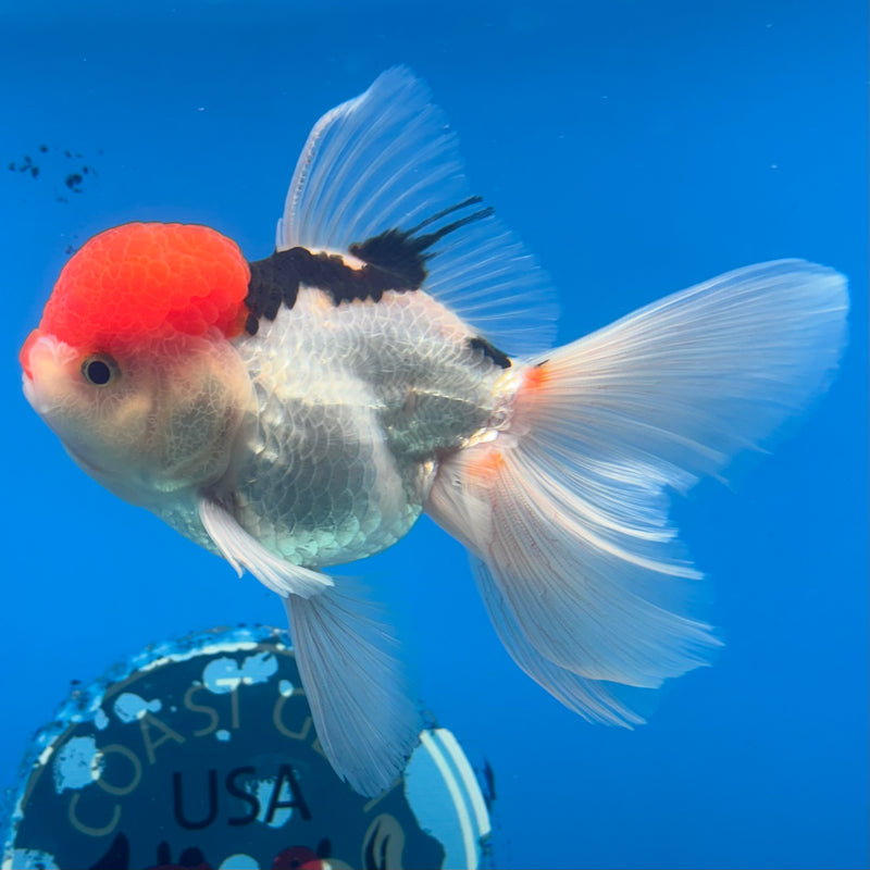Thai Oranda Tri-Color 3.5” Body Male(CK-930)R1BLUETUB4