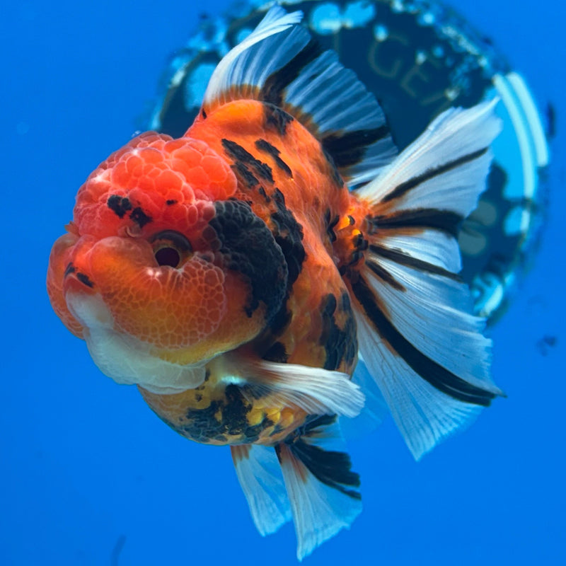 Thai Oranda Red Calico 2.5” Body Male(CK-627)R1A09