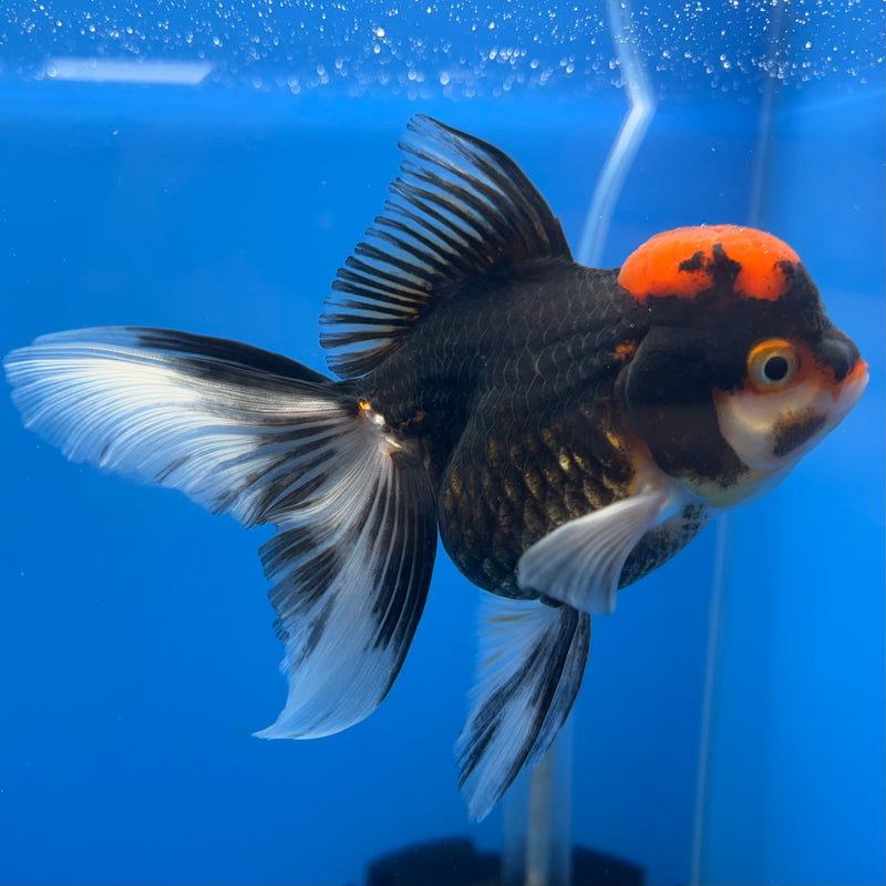 Thai Oranda Apache 3” Body Female(CK-679)R1B10