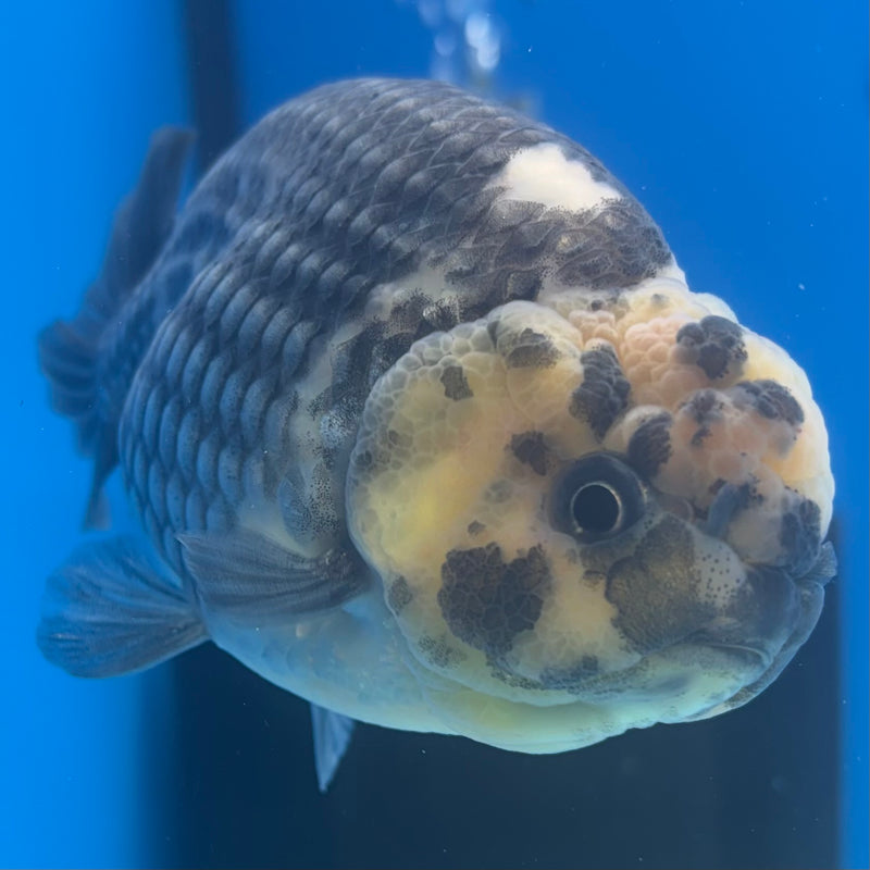 Thai Ranchu Dark Calico 3.5" Body Male(CK-892)R1A11