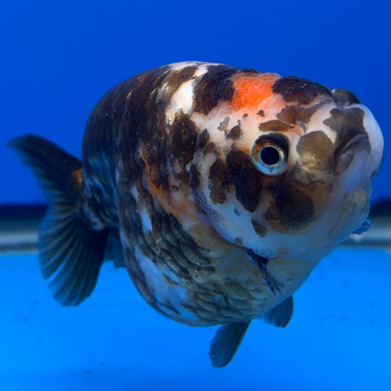 Chinese Ranchu Calico 4” Body Female(CK-1461)R2A07