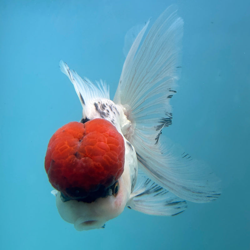Live Premium Fancy Goldfish Thai Oranda Red Cap White Body Male 3.5” Body (JC-003) R1A10