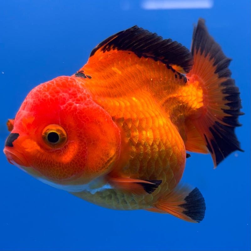 Thai Oranda Apache 3” Body Female(CK-701)R1A05