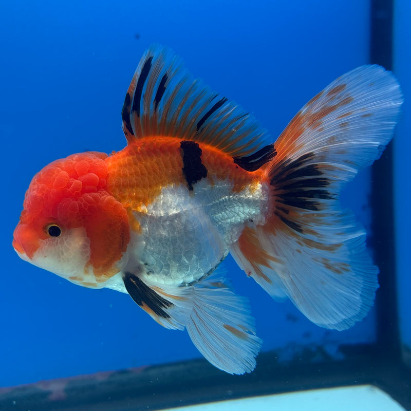 Thai Oranda Tri-Color 3” Body Male(CK-962)R3B12