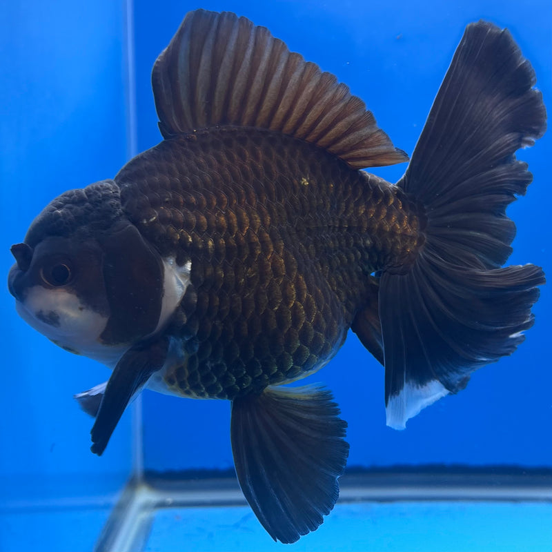 Thai Oranda JUMBO Panda 4” Body Male(QGF-CK-1318)BLUETUB1