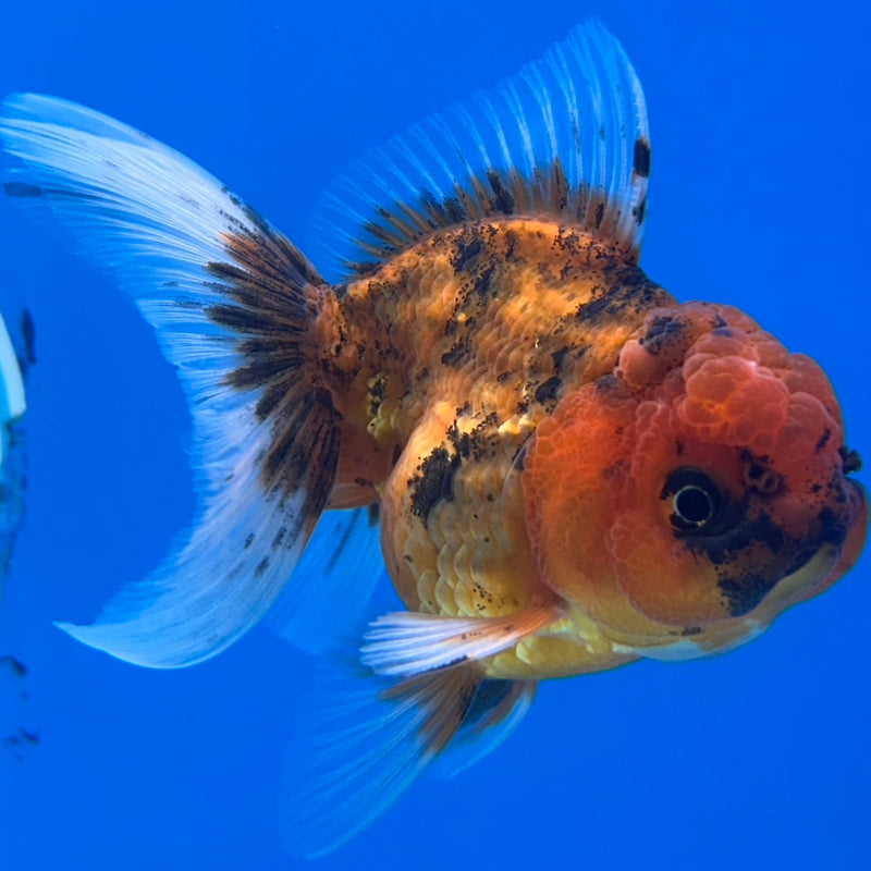 Thai Tiger Oranda 2.5”Body Male (JCD-177)R3B15