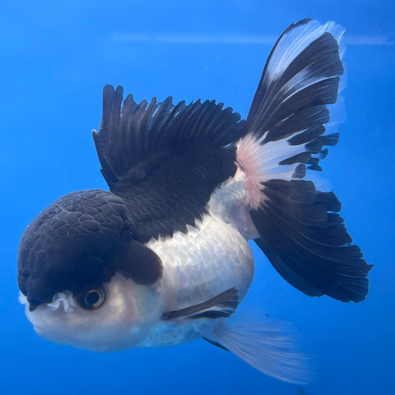 Thai Oranda Panda 3” Body Female(CK-668)R1B08