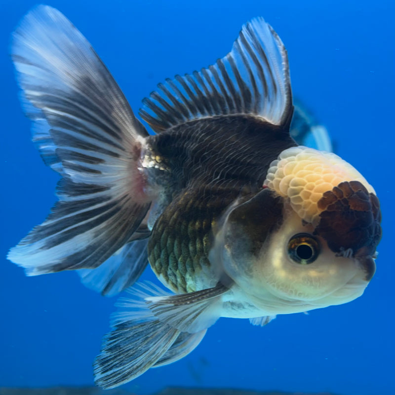 Thai Oranda Panda 3” Body Male(CK-966)R3B21