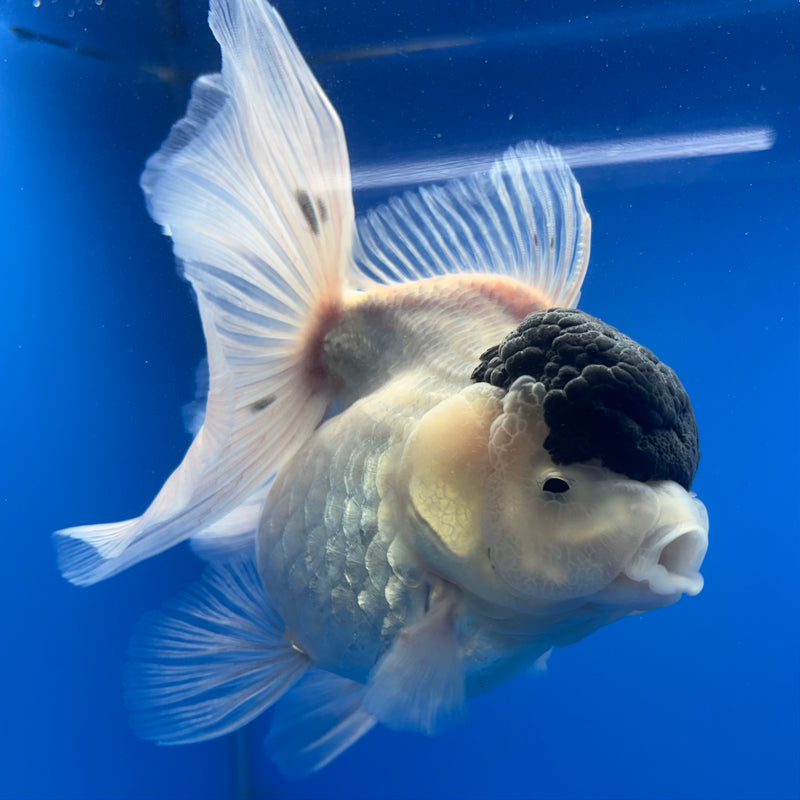 Thai Oranda NOK AA Medium Breed Peacock Tail Panda 4” Body Female(CK-806)R1A08