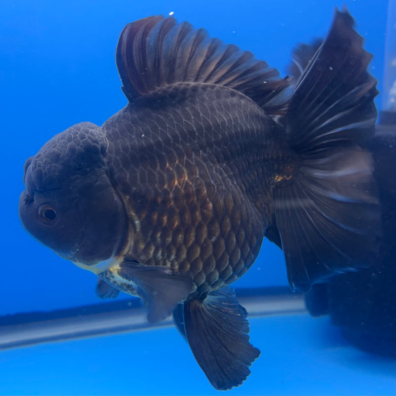 Thai Oranda Full Black 4.5” Body Male(CK-822)R1B08