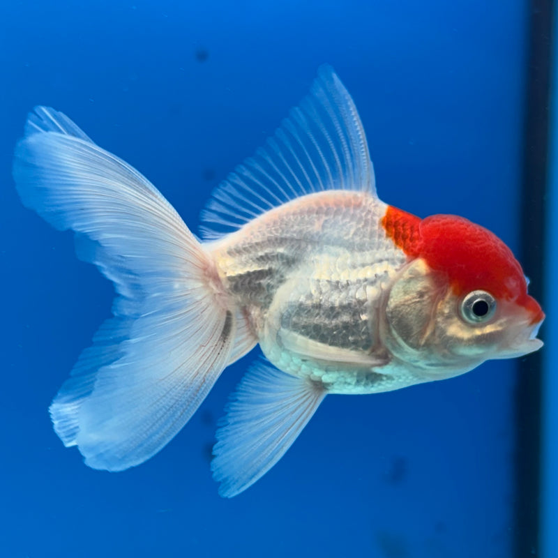 Thai Oranda White Body Red Cap 2” Body Male(CK-1020)R3B12