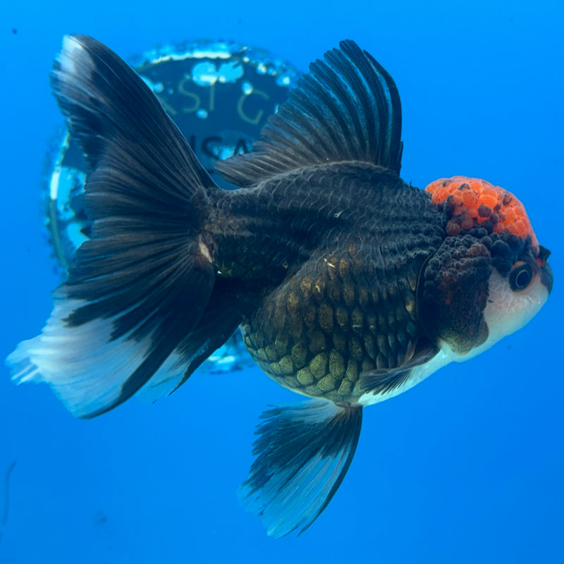 Thai Oranda Tri-Color/Black Body Red Cap 3.5” Body Female(CK-929)R1BLUETUB4