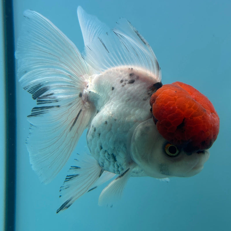 Live Premium Fancy Goldfish Thai Oranda Red Cap White Body Male 3.5” Body (JC-003) R1A10