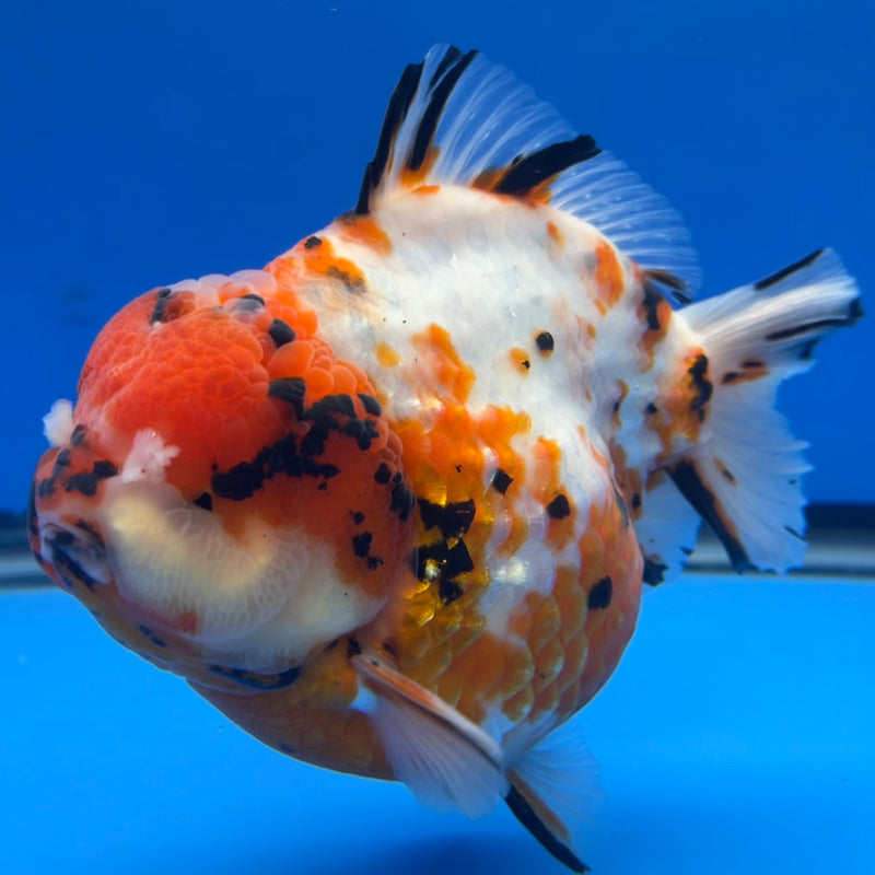 Thai Premium Jumbo Oranda Yuanbao Tri-Color Calico Tiger 4.5” Body Female(CK-754)R1BlueTub4