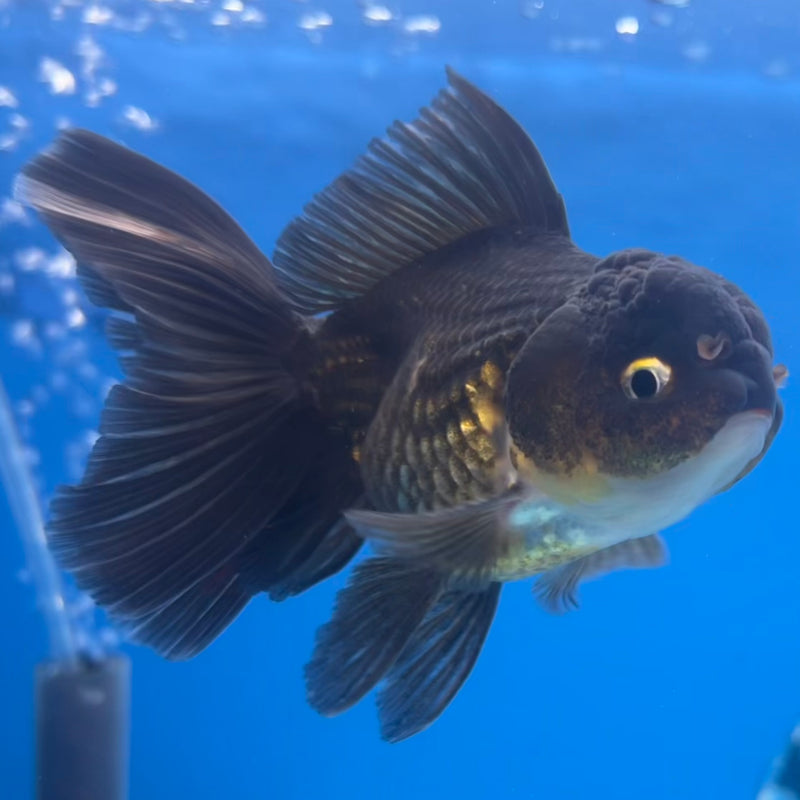 Thai Oranda Black Body Red Cap/Tri-Color 2.5” Body Male(CK-1296)R3B19