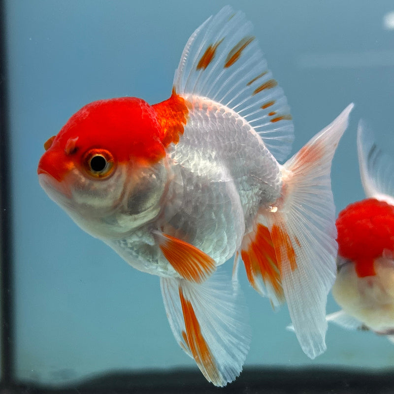 Thai Red-Cap Oranda 2“ Body Female (JCD-131)R4B11