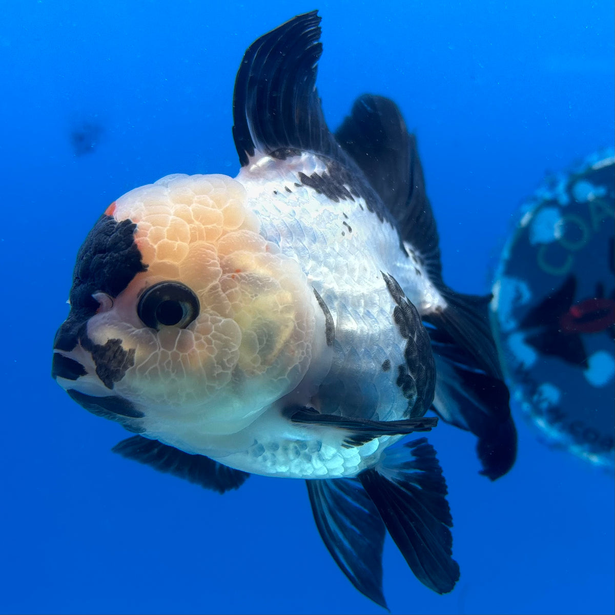 Thai Oranda Panda 3.5” Female(CK-1629)R2A08