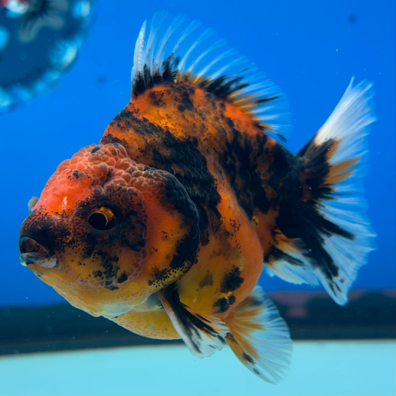 Thai Oranda SHOGUN 3” Body Male(CK-1139)R3A15