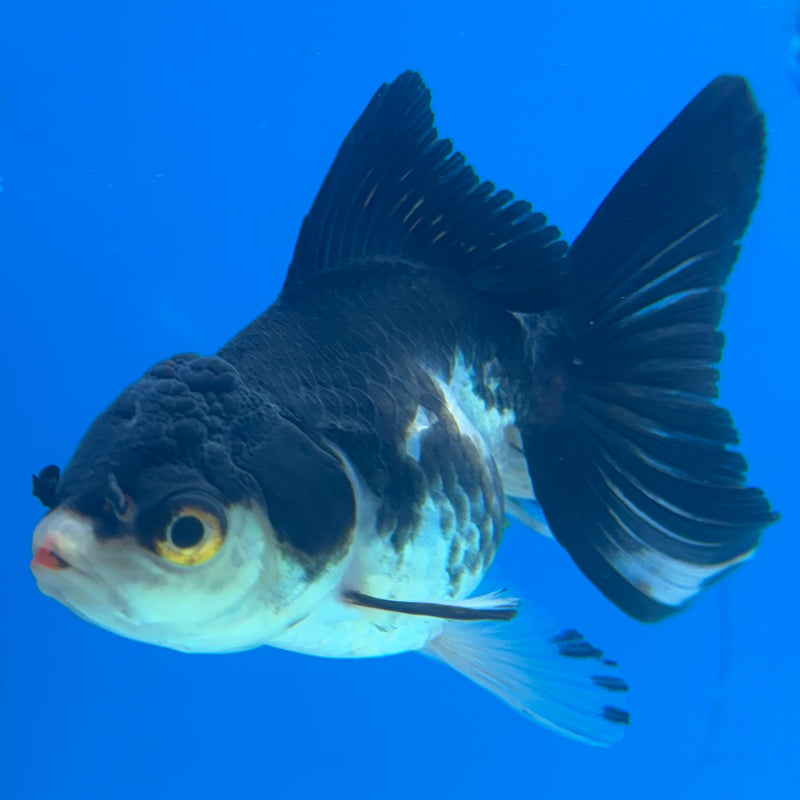 Thai Oranda Panda 2” Body Female(CK-1022)R3B12