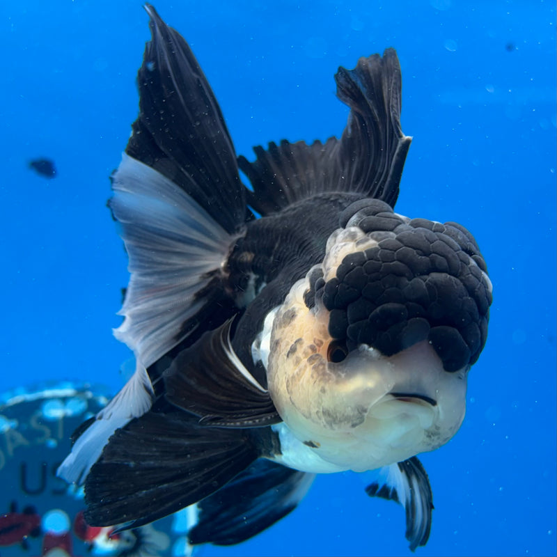 Thai Oranda Panda 3.5" Male(CK-1530)R2A05