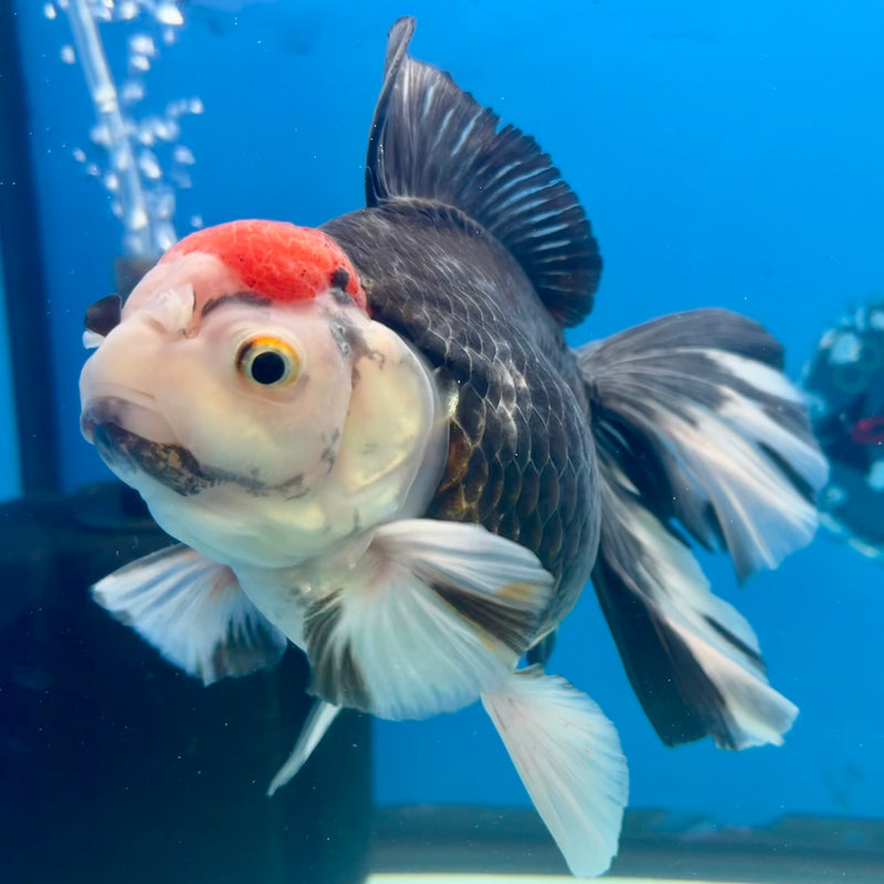 Thai Oranda AA Quality Tri-Color Orchid Tail 5” Body Male(CK-1105)SHOWTANK2